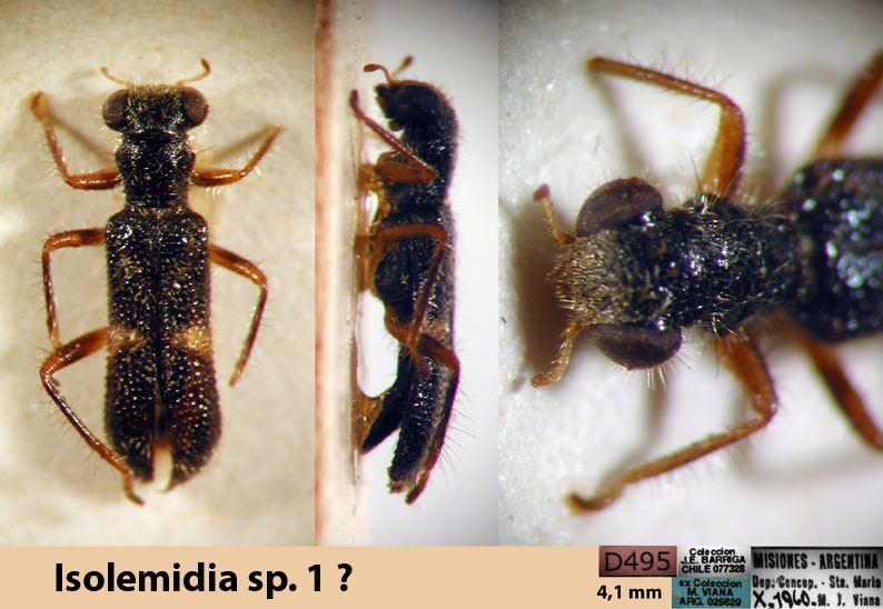 Isolemidia sp. 2 ?