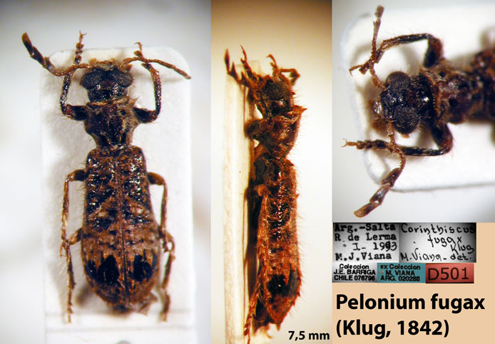 Pelonium fugax (Klug, 1842)