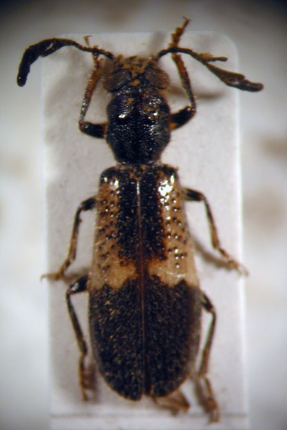 Pelonium geniculatum Klug, 1842