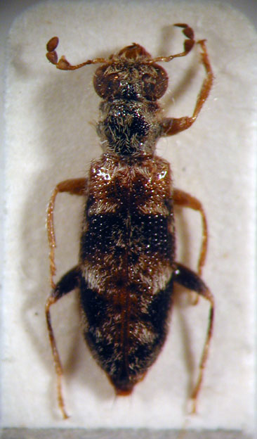 Pelonium sp. 1