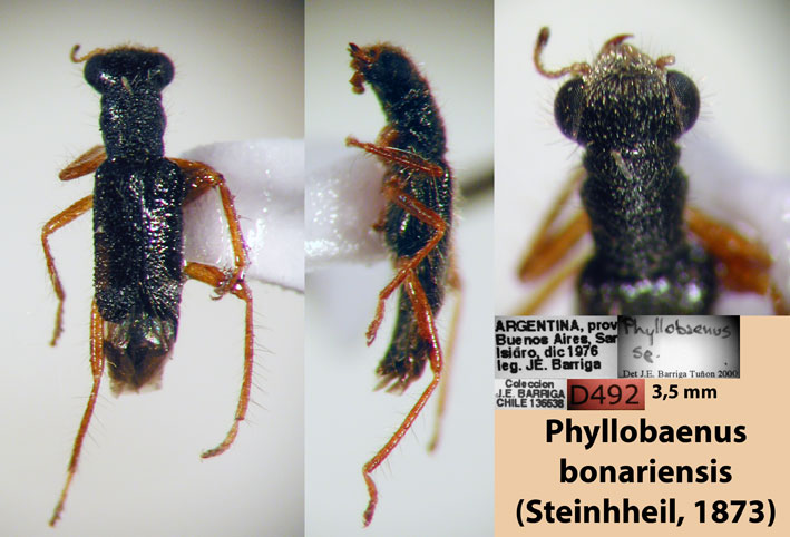 Phyllobaenus bonariensis (Steinhheil, 1873)