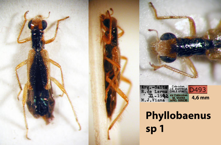 Phyllobaenus sp. 1