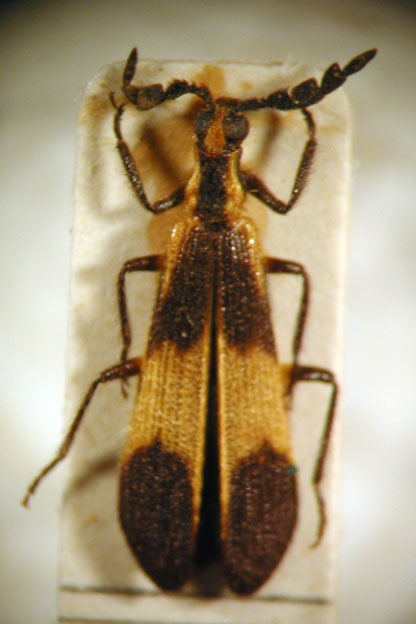 Platynoptera tucumanensis ssp. 1