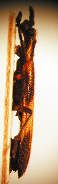 Platynoptera tucumanensis ssp. 1