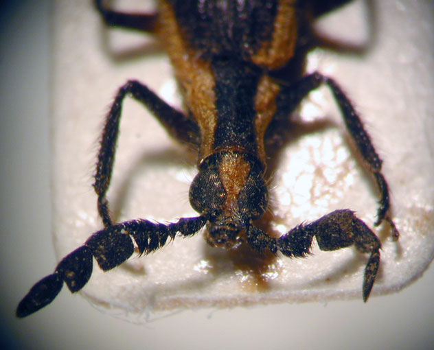 Platynoptera tucumanensis ssp. 1