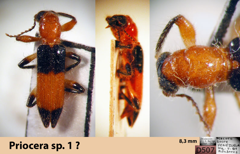 Priocera sp. 1