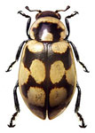 Eriopis sp. 3