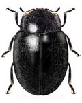 Eupaleoides chiloensis