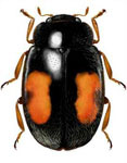 Mimoscymnus macula