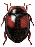 Neorhizobius fuegensis