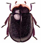 Neoryssomus germaini