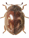 Nothocolus gordoni