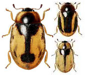 Nothocolus omissus