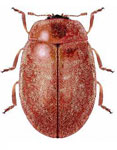 Nothocolus pilulus