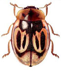 Nothocolus porteri