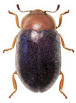 Nothocolus chusqueae