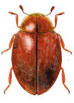 Orynipus ashworthi