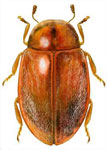 Orynipus ultimensis