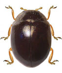 Zilus inexpectatus