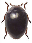 Coccidophilus chilensis