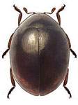 Coccidophilus ferrui