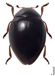 Coccidophilus luciae