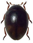 Coccidophilus mendozai