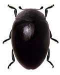 Parasidis gordoni