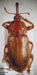  Oxycraspedus cribricollis