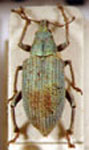  Bolivianus variabilis