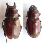  Lucanus capreolus