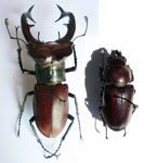  Lucanus elaphus