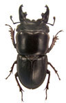 Altitatiayus godinhorum