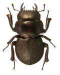 Apterocyclus honoluluensis honoluluensis