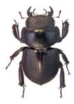 Apterocyclus waterhousei