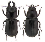 Ceruchus piceus