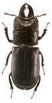 Ceruchus punctatus