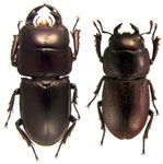 Dorcus brevis