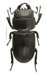 Dorcus parallelus