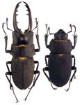 Leptinopterus fryi