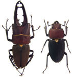 Leptinopterus suturalis