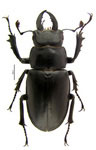 Lucanus placidus