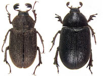 Nicagus obscurus