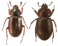 Platyceroides aeneus