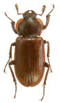 Platyceroides laticollis