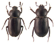 Platyceroides latus