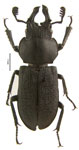 Platycerus cribripennis