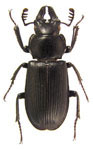 Platycerus depressus