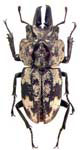 Scortizus maculatus