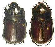 Coelosis bicornis 